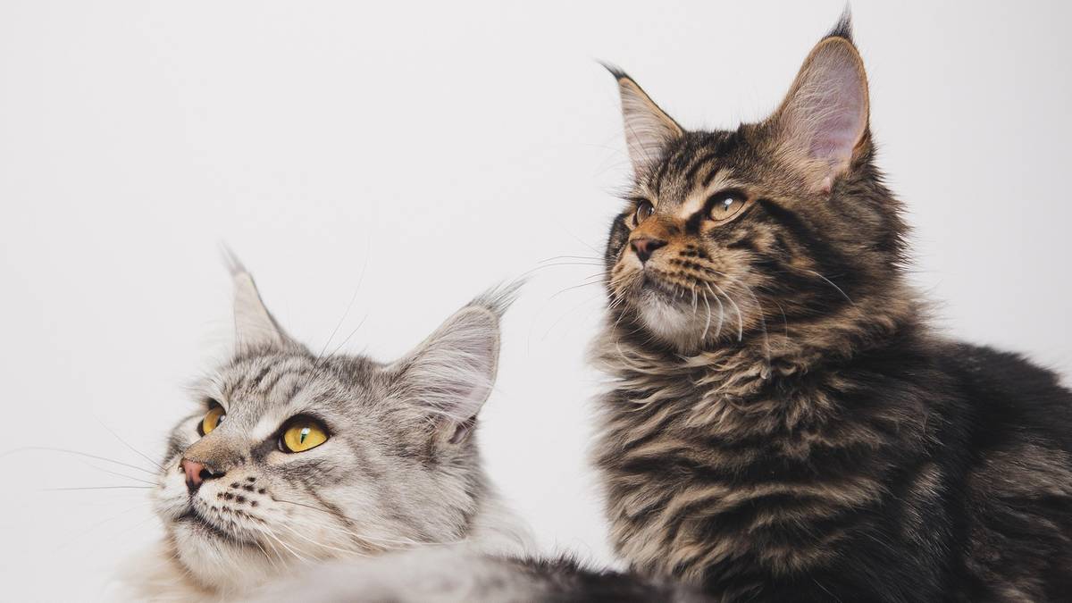 Maine Coon