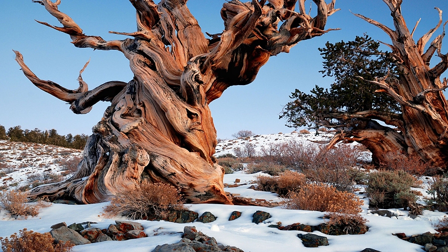 Drzewo Matuzalema, najstarsze drzewo świata. Fot. Max Pixel.