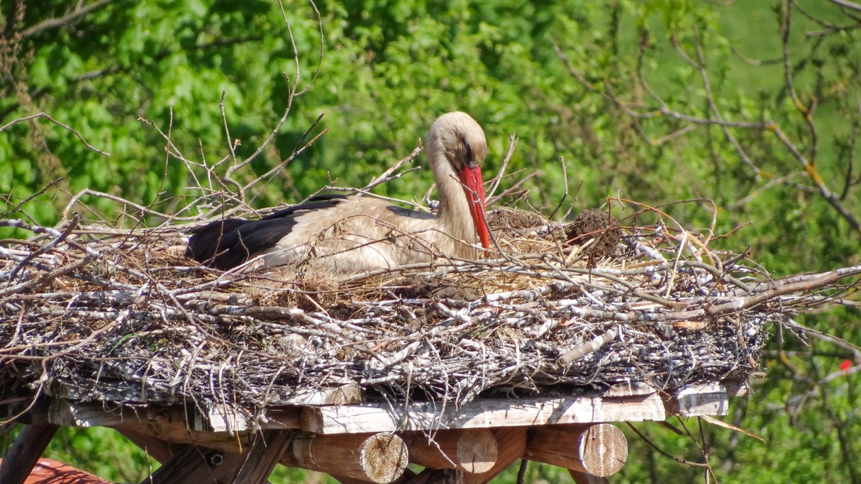 Bociania wioska - zdjęcie 26