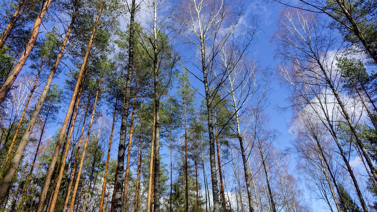 Powiewy wiosny - zdjęcie 14