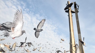 700 gołębi pocztowych wzbiło się w powietrze dla uczczenia 37. rocznicy Sierpnia '80