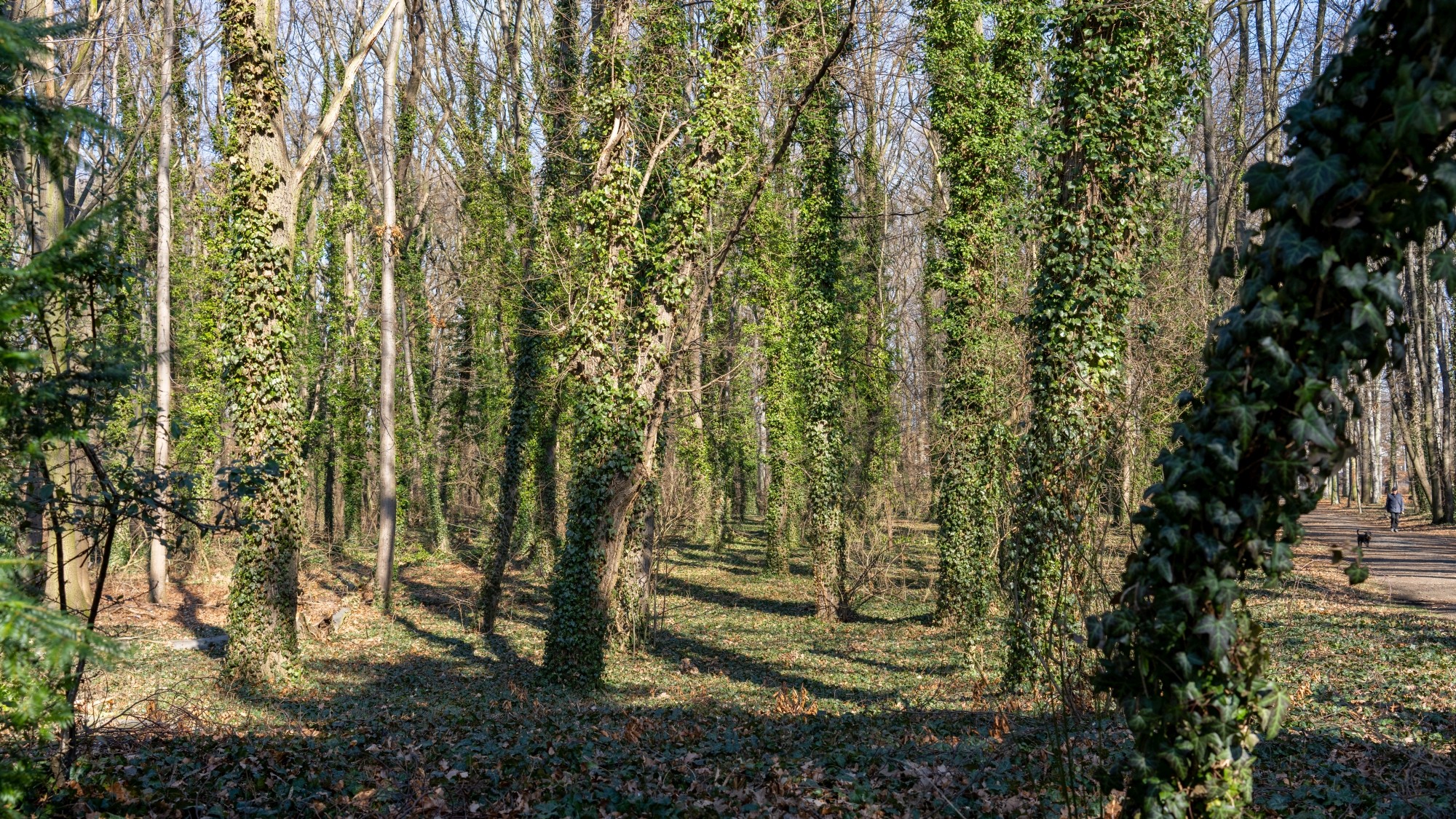 Miejska przyroda - zdjęcie 17