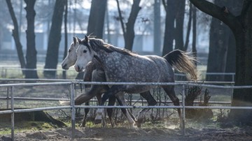 Specjaliści w zakresie hodowli koni arabskich skreśleni z listy honorowej gości Pride of Poland
