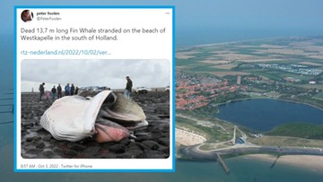 10-tonowy wieloryb wyrzucony na wybrzeżu  