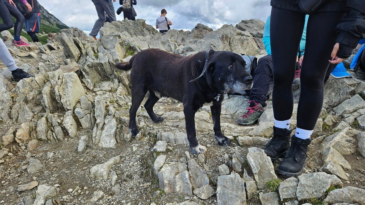 Uciekł z domu, bo chciał zobaczyć Tatry. Pies podróżnik wszedł za turystami na Przełęcz Kondracką