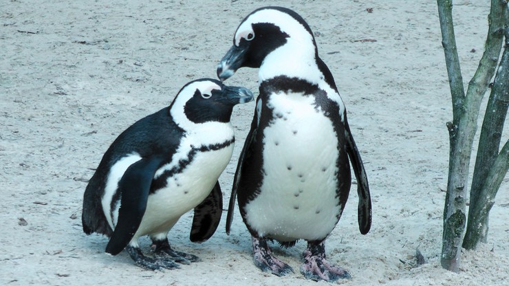 Pomóżcie wybrać imiona dla wrocławskich pingwinów!