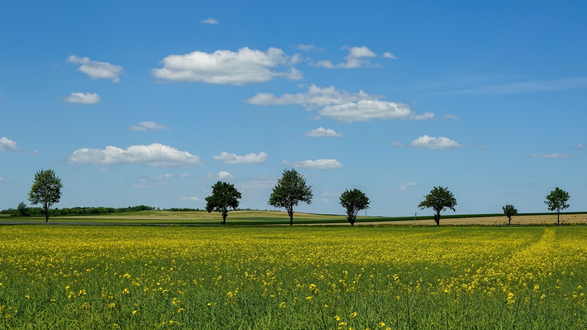 Uroki zielonej pory roku - zdjęcie 14