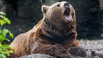 Niedźwiedź na ulicach Zakopanego. Policja apeluje o ostrożność