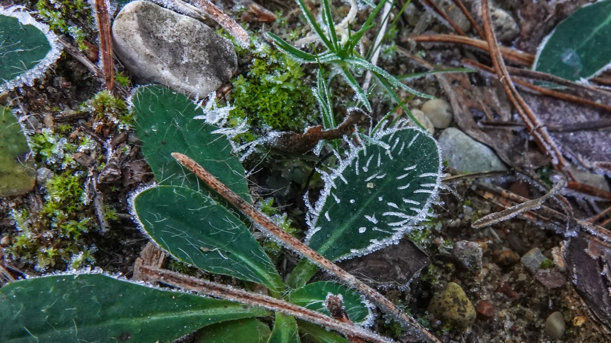 Szron pod lupą - zdjęcie 49