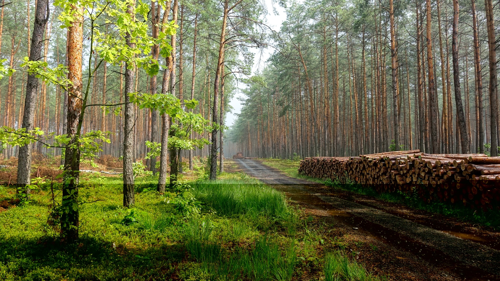 Polskie krajobrazy w 2019 roku - zdjęcie 19