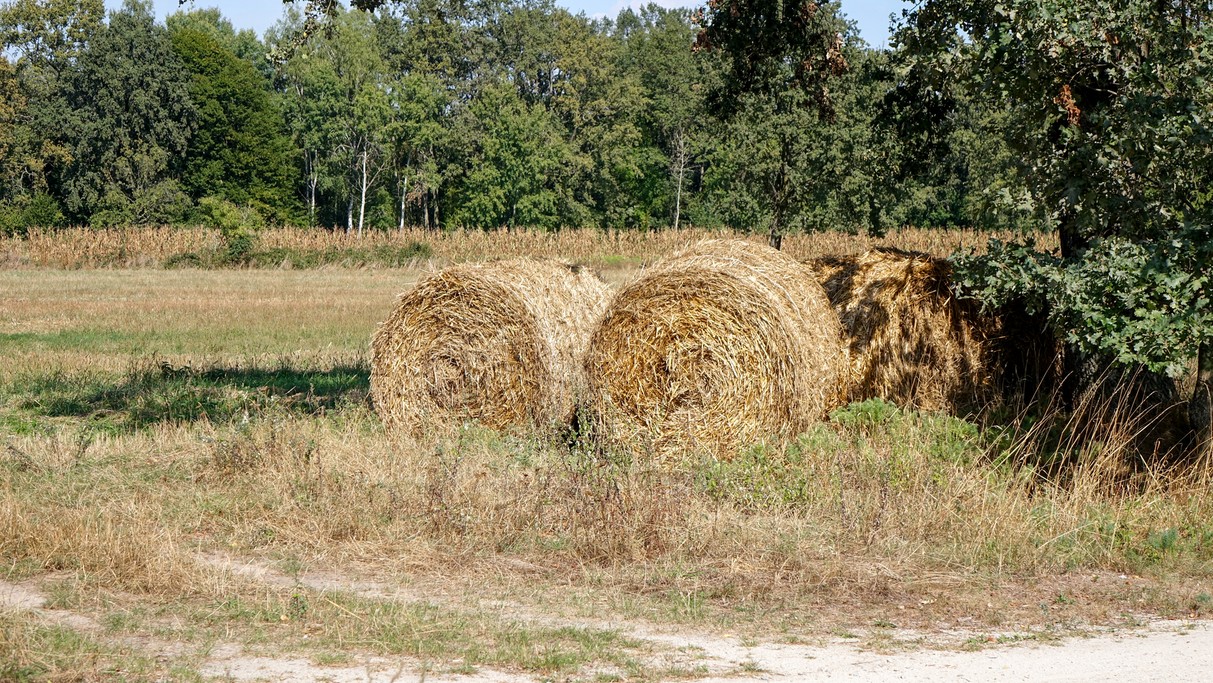 Uroki końca lata - zdjęcie 15