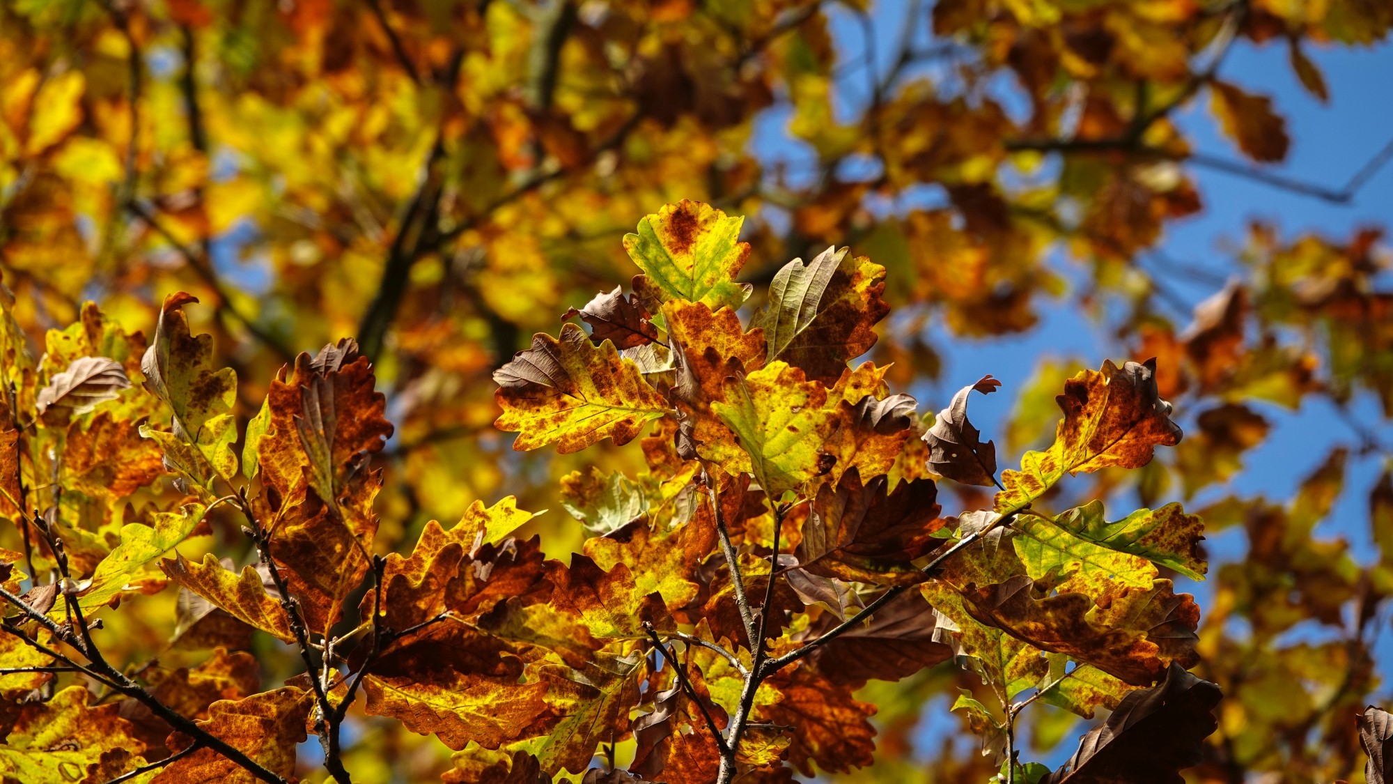Wszystkie barwy jesieni - zdjęcie 41