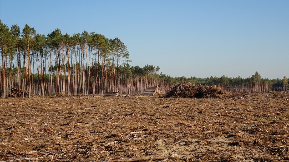 Bory Tucholskie po huraganie - zdjęcie 6