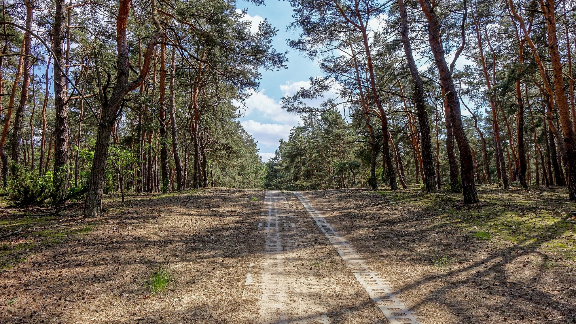 Urocze zakątki w lasach - zdjęcie 98