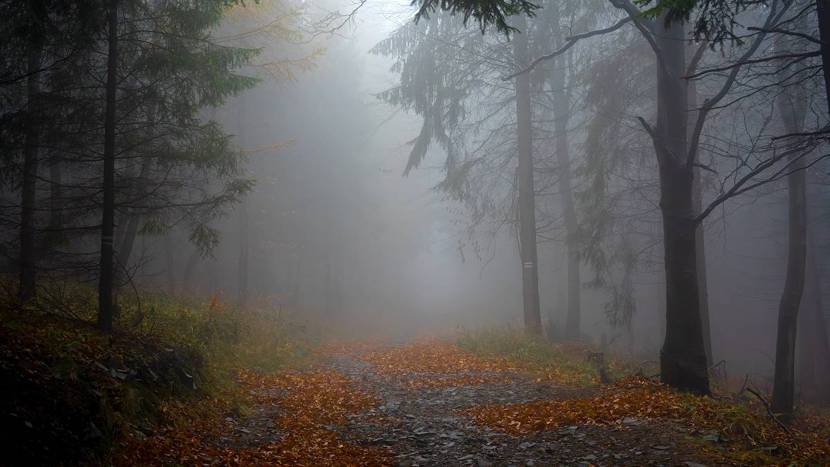 Wieczorny spacer po lesie. Fot. TwojaPogoda.pl