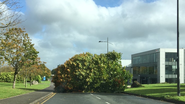 Huragan Ophelia przewraca drzewa w irlandzkim Cork
