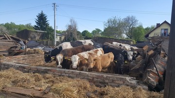 Cyk i cud: 14 krów w zawalonej stodole. Wyciągało je 20 strażaków, żadnej nic groźnego się nie stało