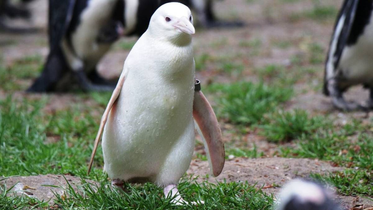 Polski ptak podbił świat. Pingwin-albinos robi furorę w sieci