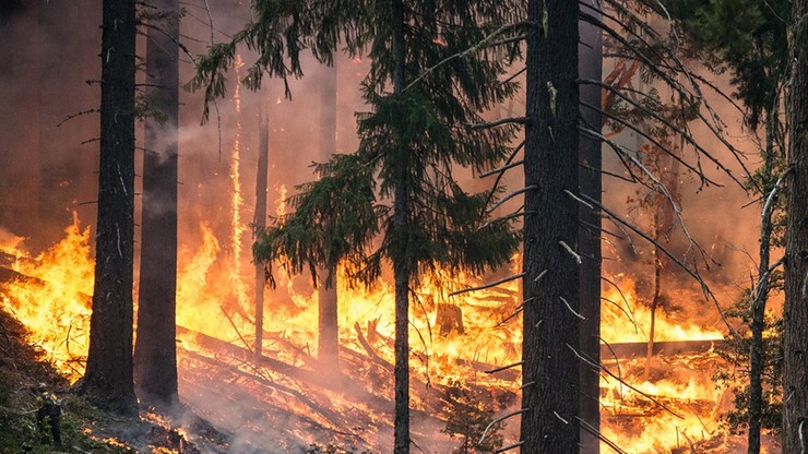 Pożary rosyjskich lasów. W ciągu doby spłonęło 15 tys. hektarów