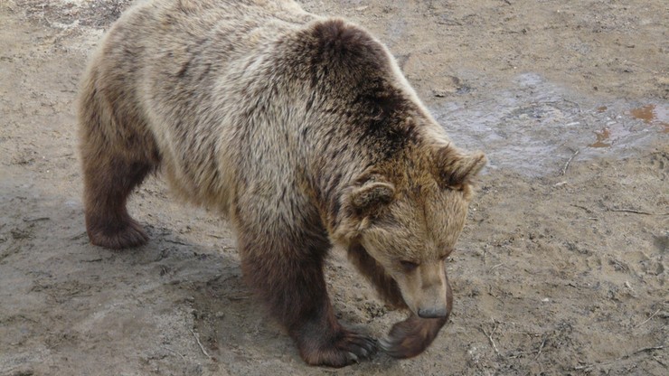 Niedźwiedź zaatakował czeskich turystów w Tatrach. Obyło się bez poważniejszych obrażeń