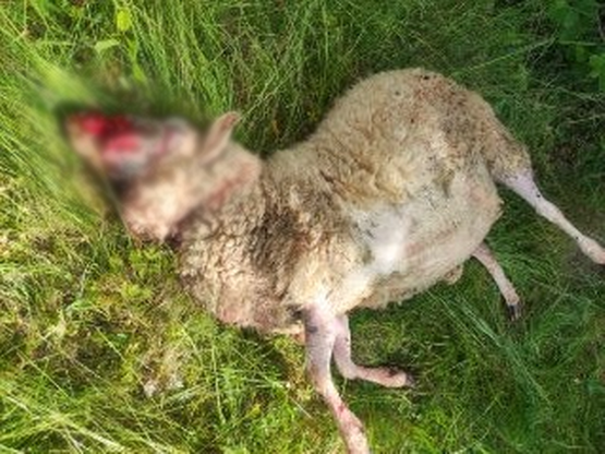Niedźwiedź zabił owce we wsi Nowe Rybie