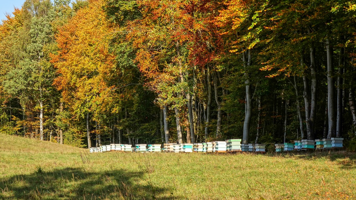 Jesienne krajobrazy za miastem - zdjęcie 37