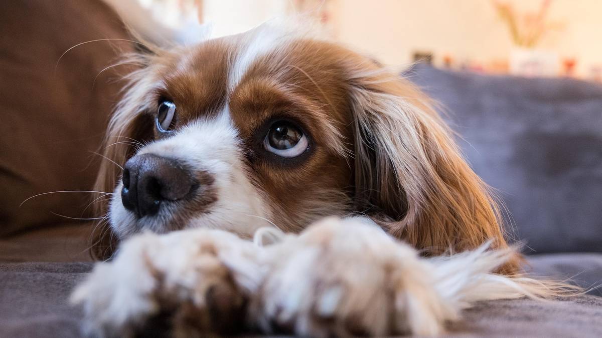 Cavalier king charles spaniel