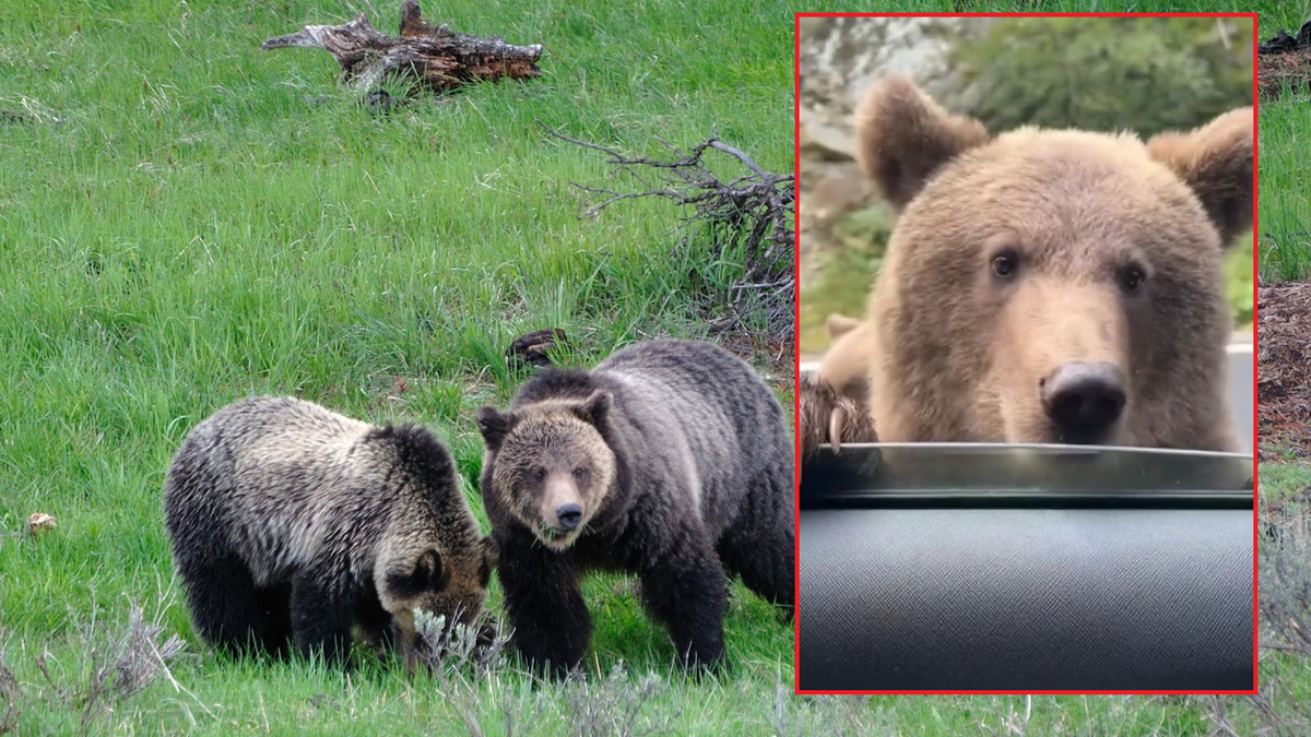 USA: Kierowca próbował dotknąć niedźwiedzia. Szybko tego pożałował