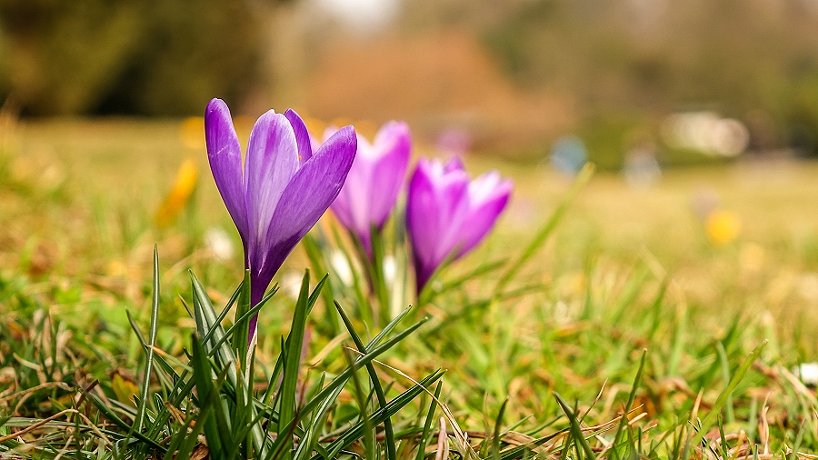 13.02.2019 11:00 W sam raz na weekend czeka nas pierwszy prawdziwy powiew wiosny, i to w środku lutego