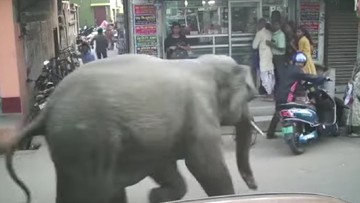 Chwile grozy w centrum miasta. Wściekły słoń wbiegł w tłum