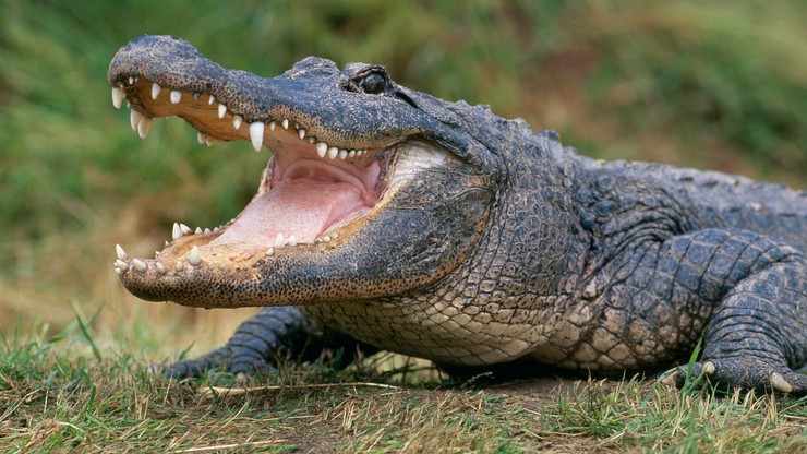 MŚ w wioślarstwie: Polacy nie boją się... aligatorów