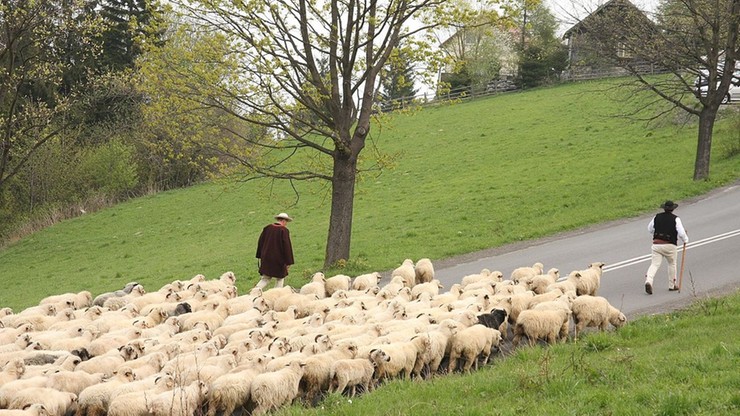 "Musieli wydoić owce oraz zrobić ser". Nowi bacowie i juhasi zdali egzamin na czeladników