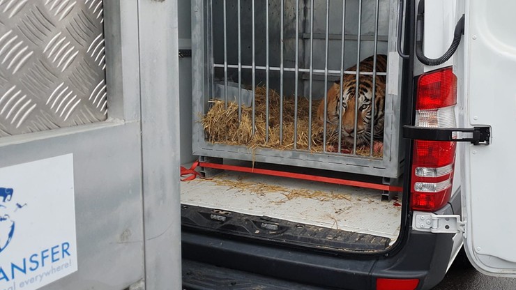 Tygrysy z Polski dotarły do azylu w Hiszpanii. Czują się dobrze