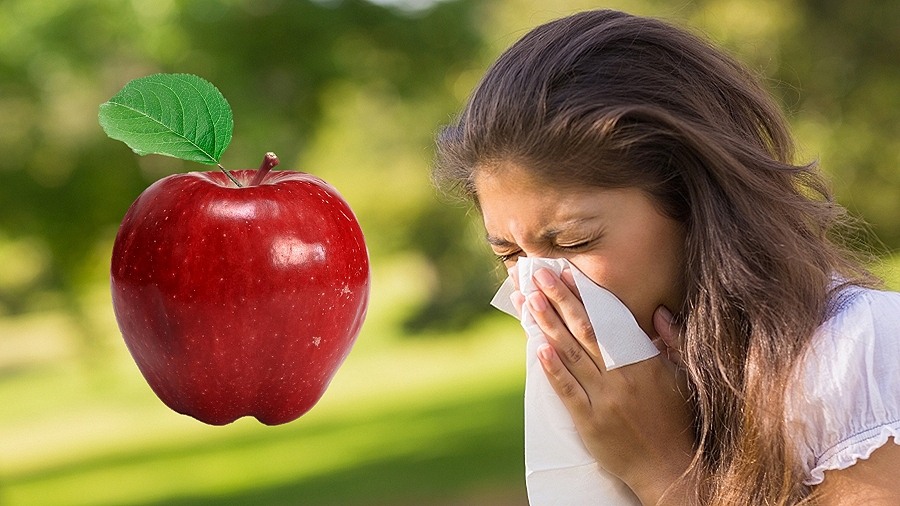 28.04.2019 09:00 Brzoza pyli na potęgę. Wystarczy zjeść jabłko, aby dostać groźnej reakcji alergicznej