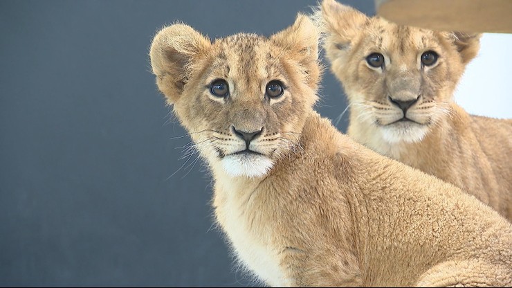 Lwiątka z Ukrainy nie mogą polecieć do USA. Zoo apeluje do resortu środowiska