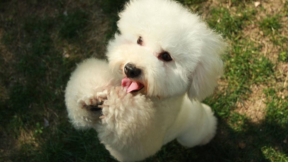 Bichon frise