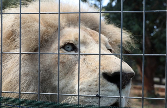 Zamknęli zoo. Na świat przyszły niezwykle rzadkie białe lwy