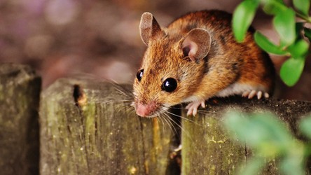 Naukowcy sprawili, że sparaliżowane myszy znowu chodzą. A co z nami?