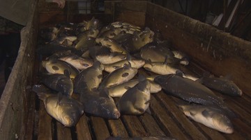 Krotoszyn: rusza proces oskarżonego o gilotynowanie ryb bez uprzedniego ich ogłuszenia