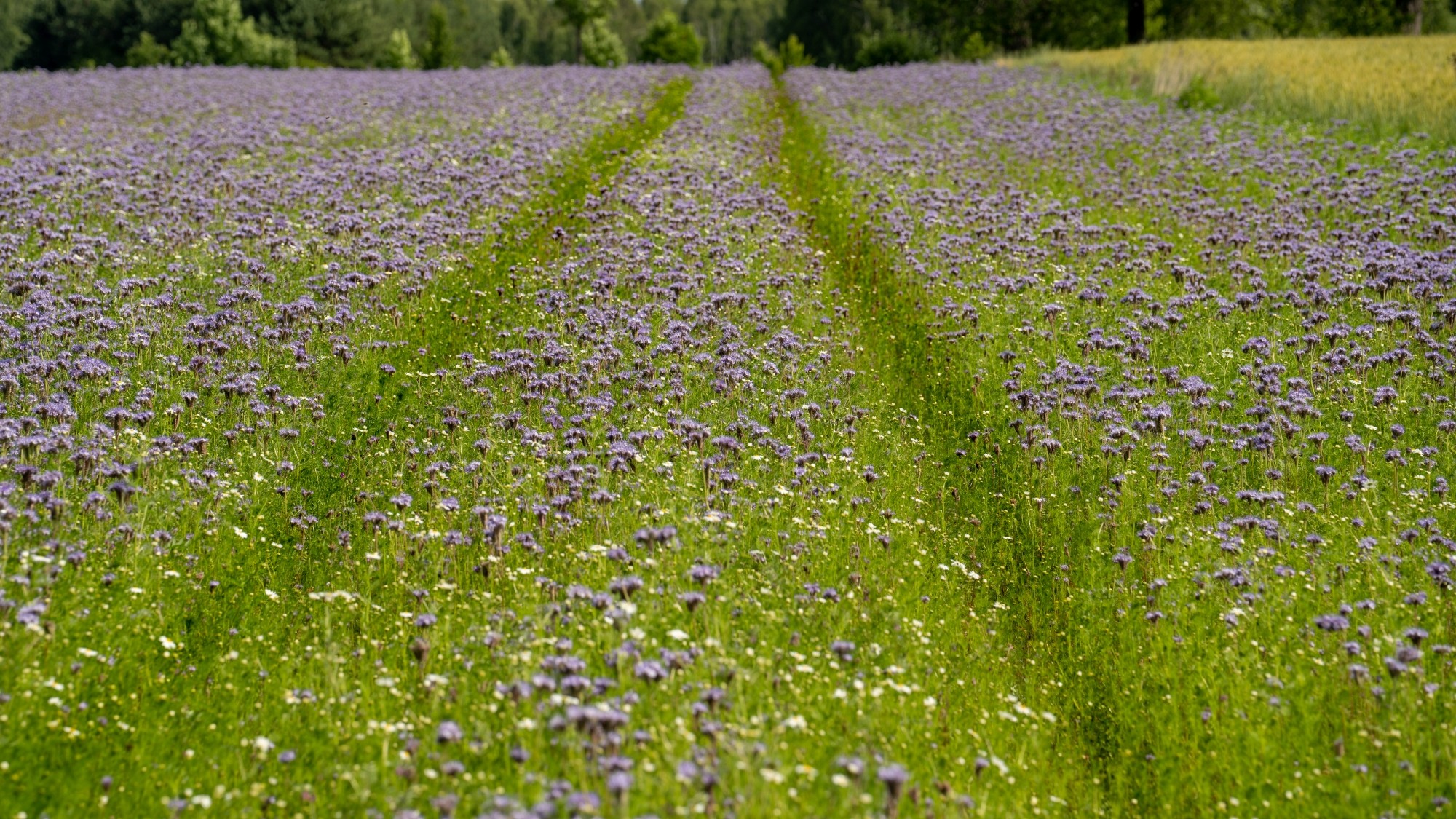 Lato na prowincji - zdjęcie 24