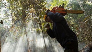 Apel o zakaz importu produktów uzyskanych dzięki wylesianiu Amazonii