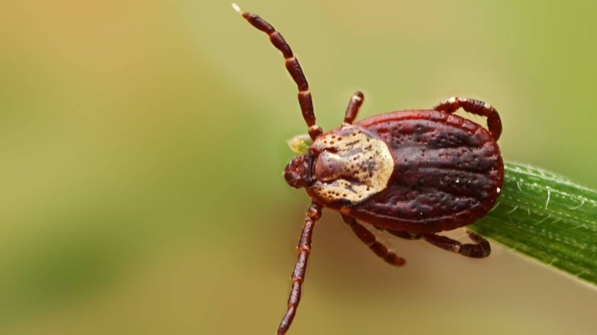 Zbliżenie na kleszcza Hyalomma siedzącego na źdźble trawy.
