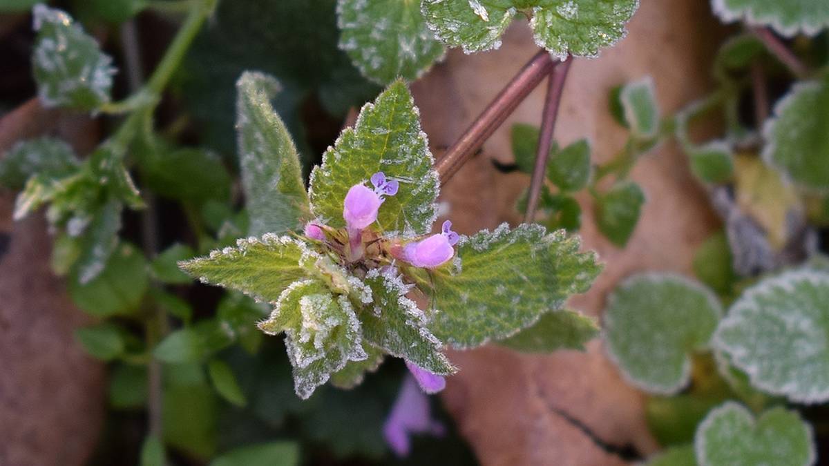 Der Frost ist zurück.  Warnungen für verschiedene Regionen