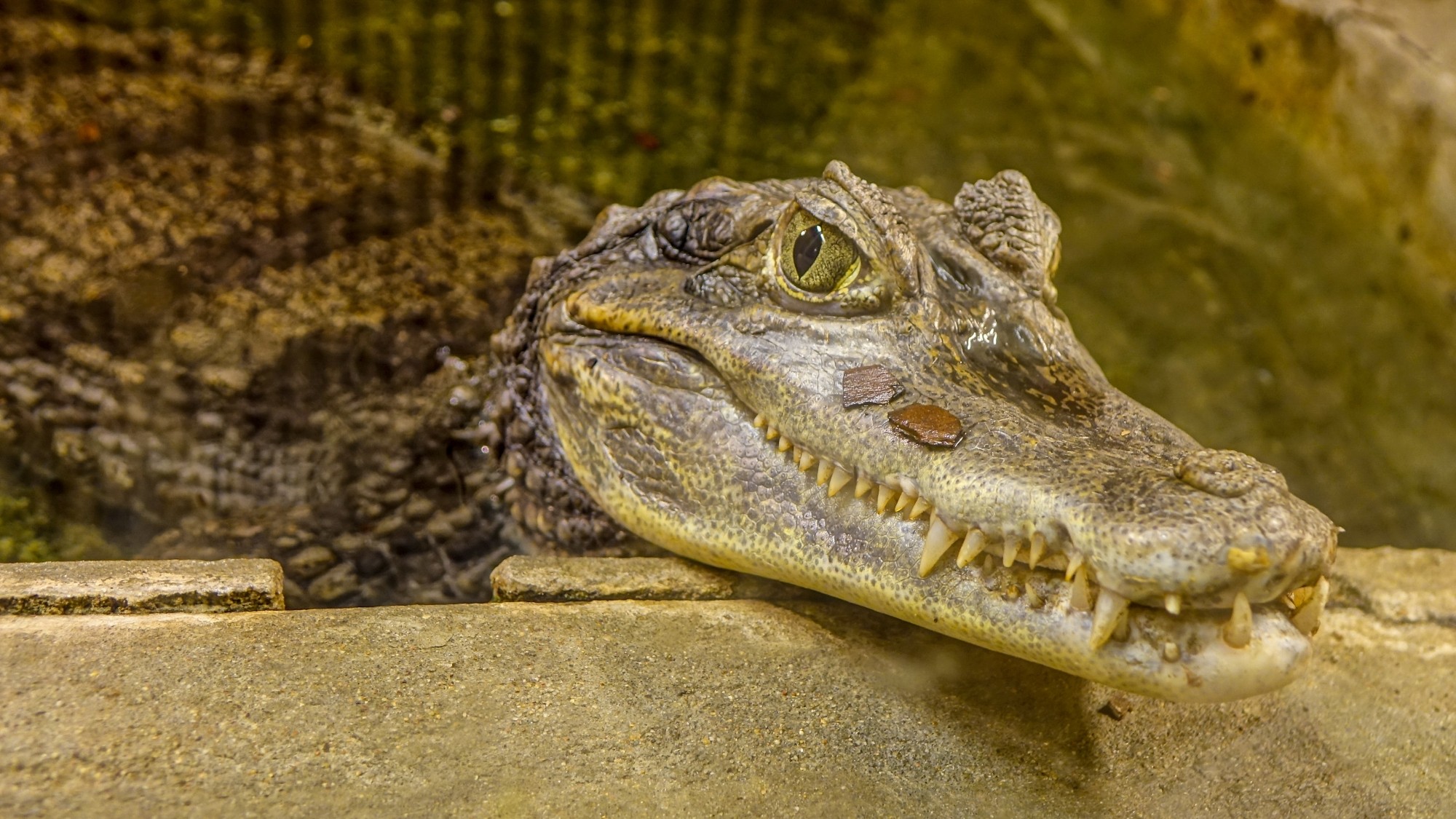 Z kamerą wśród zwierząt - zdjęcie 28
