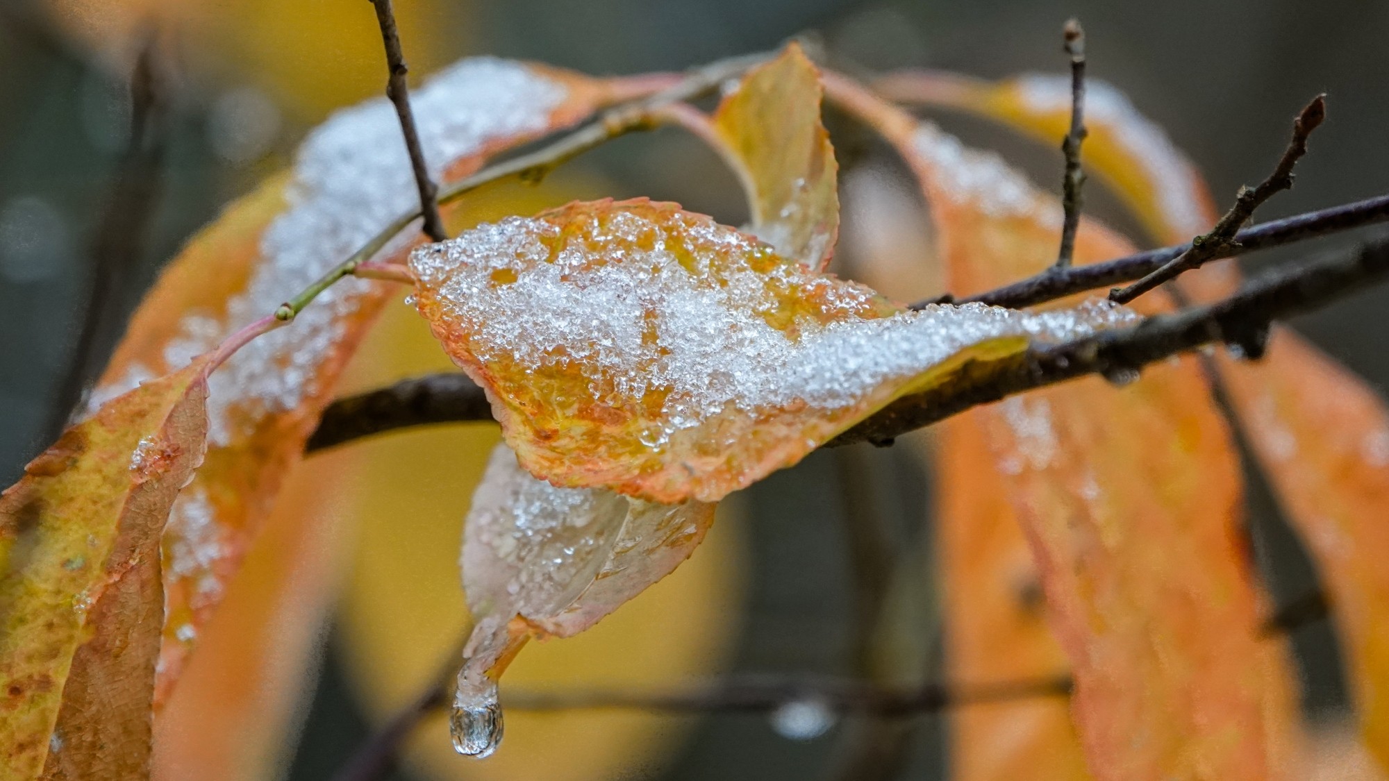 Pierwszy śnieg - zdjęcie 21
