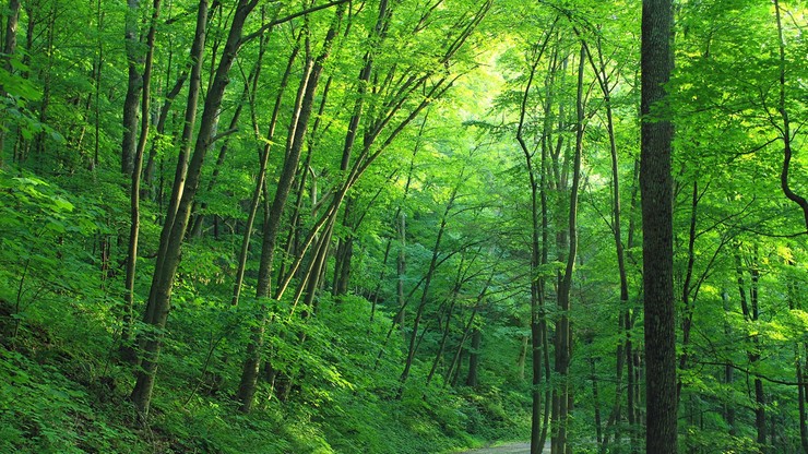 Lasy Państwowe zarobiły w 2018 r. ponad 0,5 mld zł. W tym roku zarobek będzie mniejszy