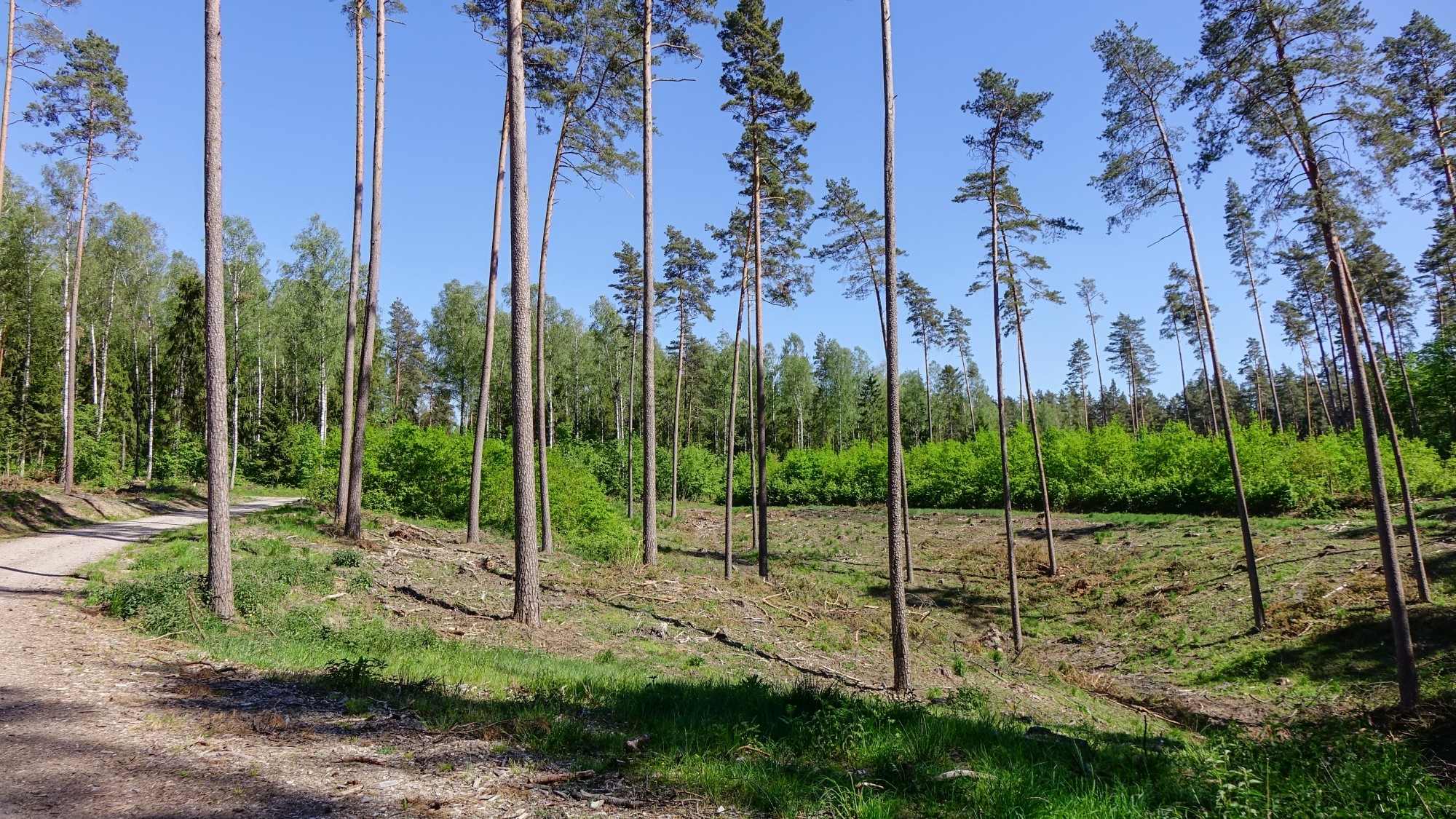 Urocze zakątki w lasach - zdjęcie 85