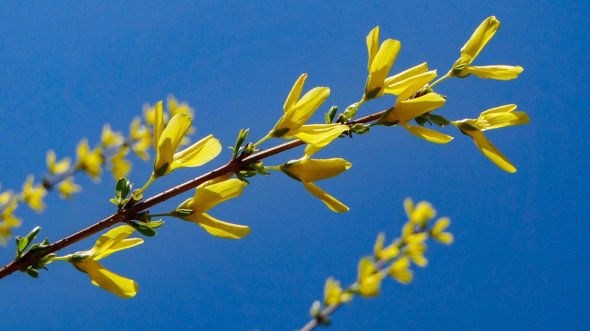 Wiosenna pobudka - zdjęcie 10