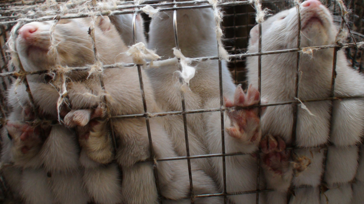 "Rz": zakaz hodowli zwierząt futerkowych może wejść w życie dopiero za dziesięć lat