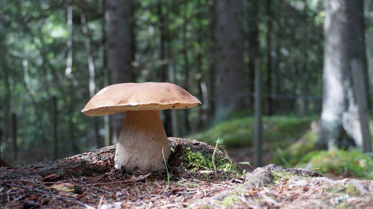 Sezon na grzyby trwa w najlepsze, borowiki już w lasach